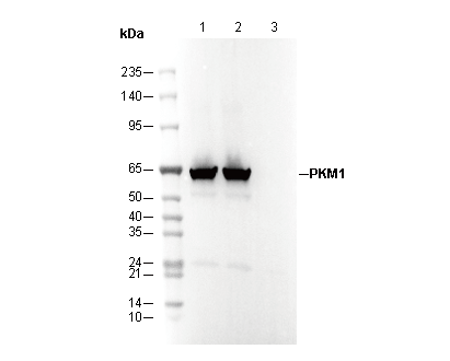 PKM1 Antibody