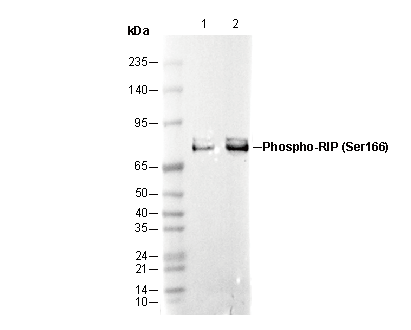 Phospho-RIP (Ser166) Antibody