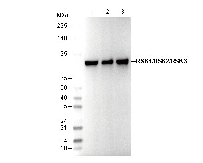 RSK1/RSK2/RSK3 Antibody