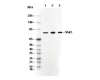 Stat3α Antibody