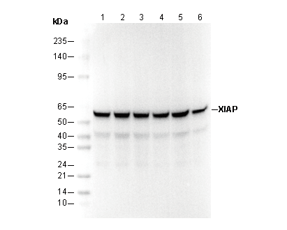 XIAP Antibody