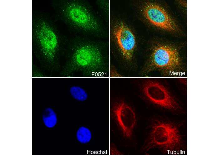 IRF3 Antibody