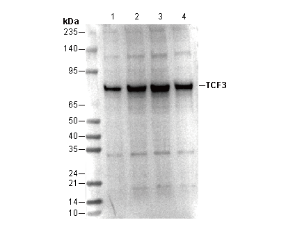 TCF3/TCF7L1 Antibody