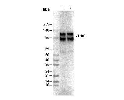 TrkC Antibody