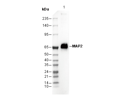 MAP2 Antibody
