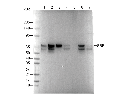 SRF Antibody