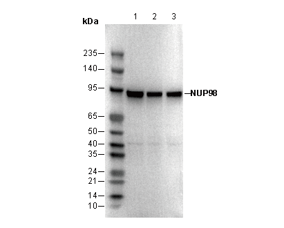 NUP98 Antibody