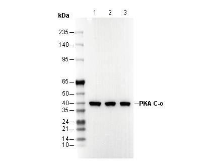 PKA C-α Antibody