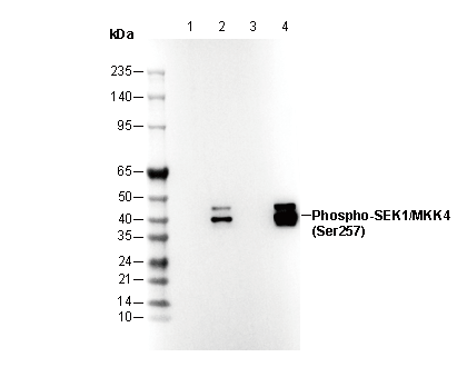 Phospho-SEK1/MKK4 (Ser257) Antibody