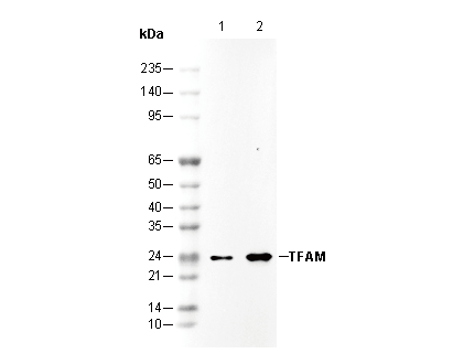 TFAM Antibody