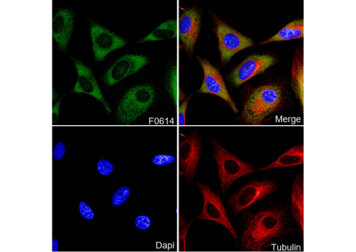 eIF4G Antibody