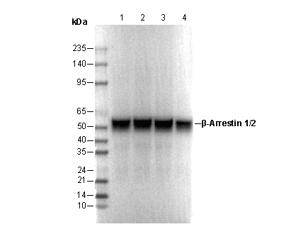 β-Arrestin 1/2 Antibody