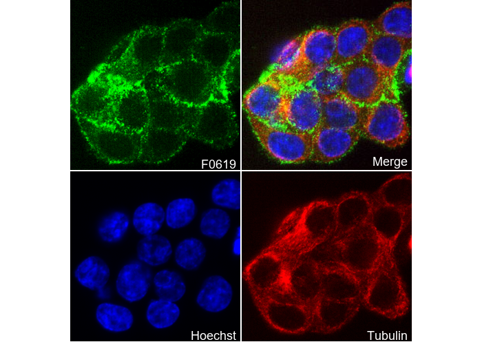 ASCT2 Antibody