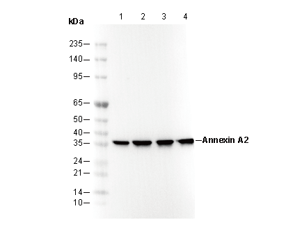 Annexin A2 Antibody