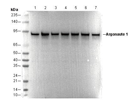 Argonaute 1 Antibody