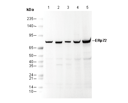 ERp72 Antibody