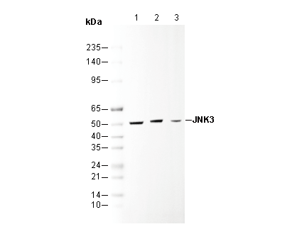 JNK3 Antibody