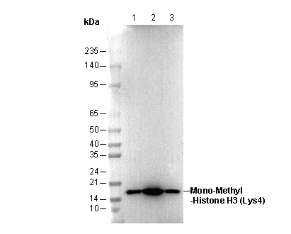 Histone H3 (mono methyl Lys4) Antibody