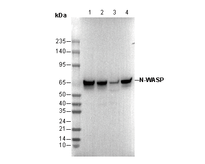 N-WASP Antibody