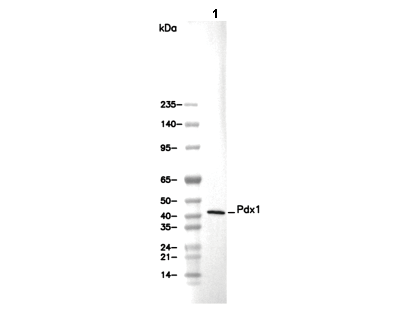 Pdx1 Antibody