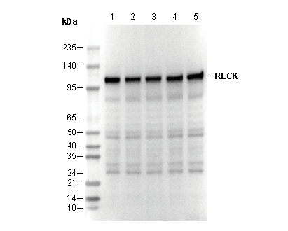 RECK Antibody