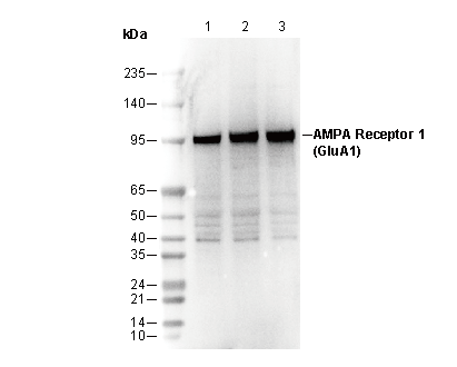 AMPA Receptor 1 (GluA1) Antibody