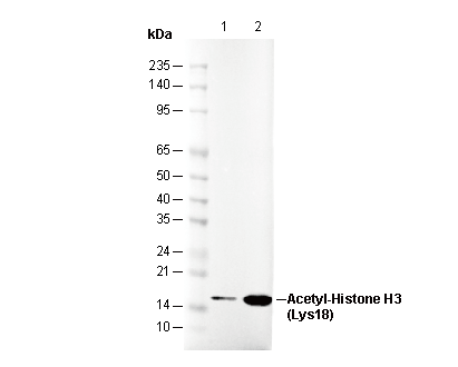 Acetyl-Histone H3 (Lys18) Antibody