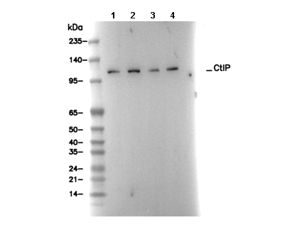 CtIP Antibody