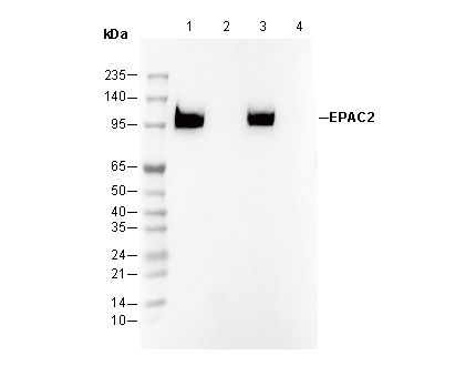 EPAC2 Antibody