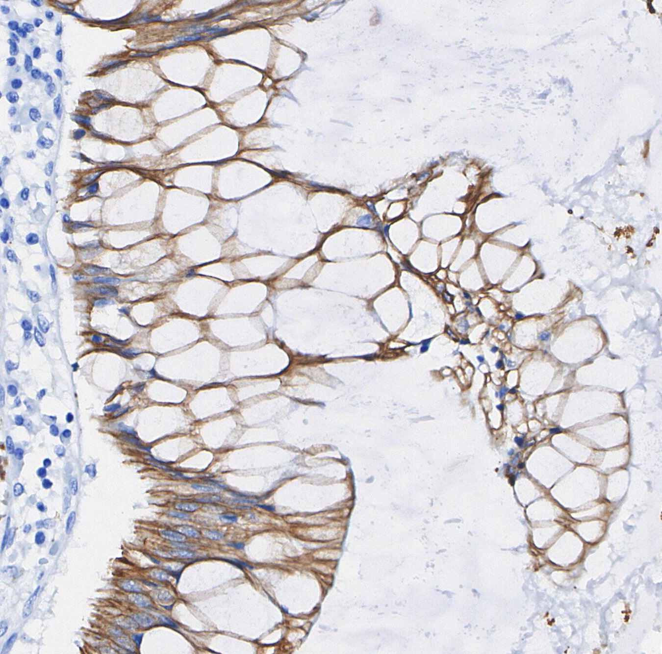 Flotillin-1 Antibody