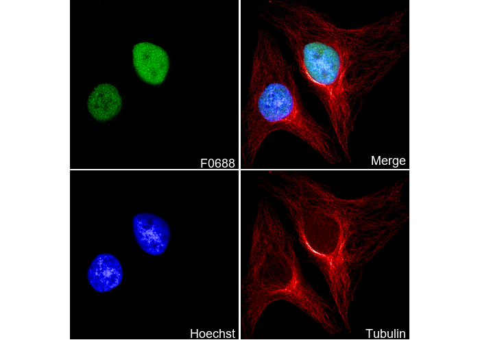 Histone H4 Antibody