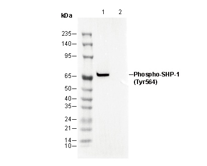 Phospho-SHP-1 (Tyr564) Antibody