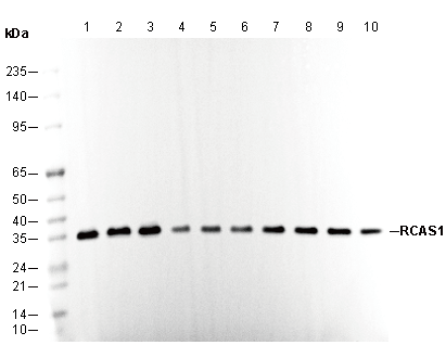 RCAS1 Antibody