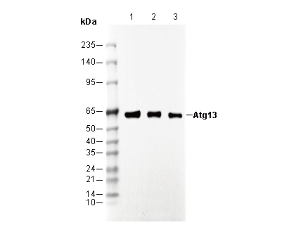 Atg13 Antibody