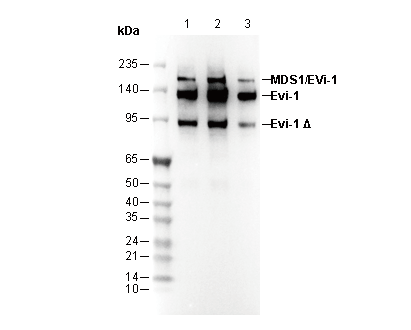 Evi-1 Antibody