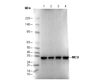 MCU Antibody
