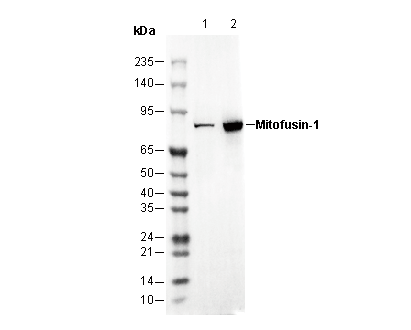 Mitofusin-1 Antibody