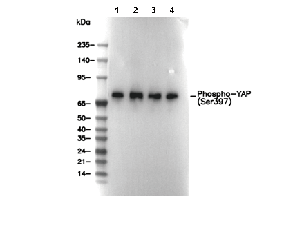 Phospho-YAP (Ser397) Antibody