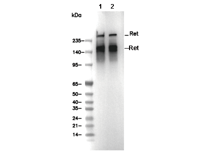 Ret Antibody