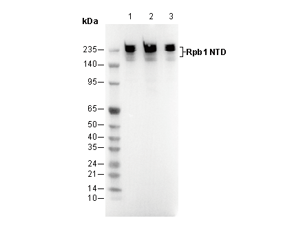Rpb1 NTD Antibody