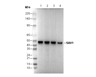 SAV1 Antibody