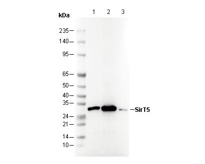 SirT5 Antibody