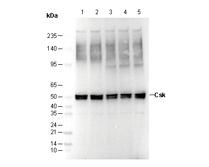 Csk Antibody