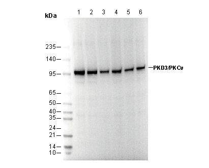 PKD3/PKCν Antibody