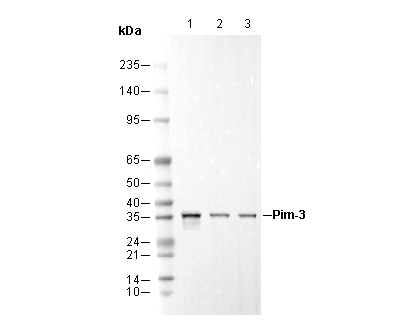 Pim-3 Antibody