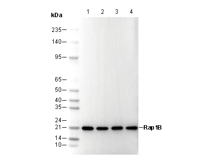 Rap1B Antibody
