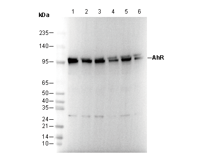AhR Antibody