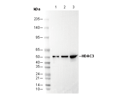 HDAC3 Antibody