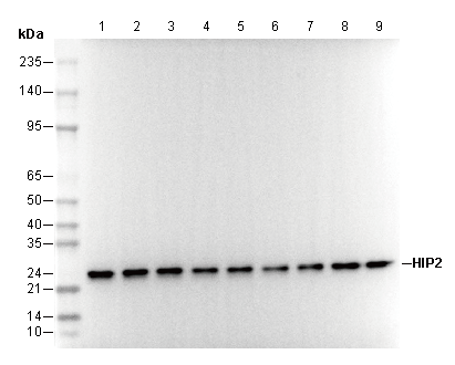 HIP2 Antibody