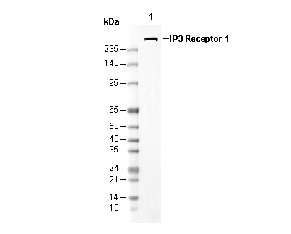 IP3 Receptor 1 Antibody
